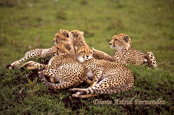 Cheetah-Mother-&-4-Cubs,-Masai-Mara-Kenya